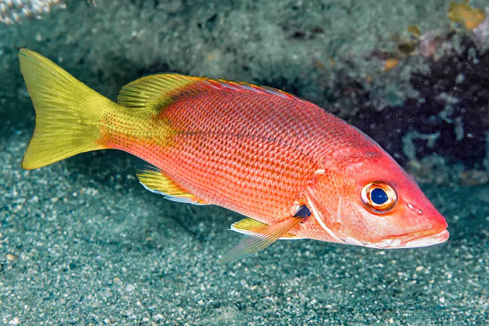 Blackfin Snapper